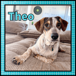 Theo Gdp image 1