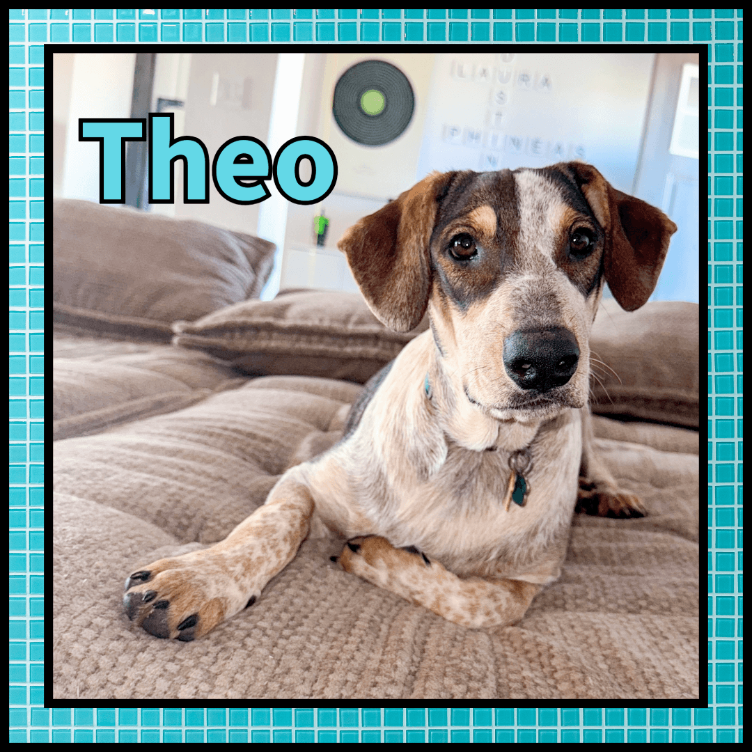 Theo Gdp - Collie