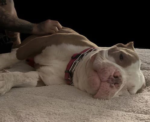 Brock Gdp - American Staffordshire Terrier