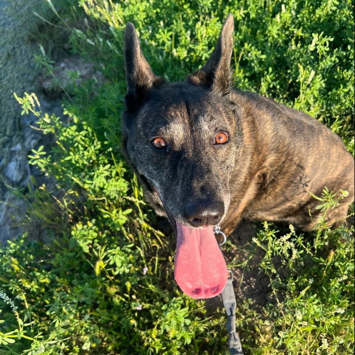 Kennedy Gdp - Dutch Shepherd