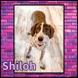 Shiloh Gdp image 1