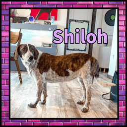Shiloh Gdp image 2