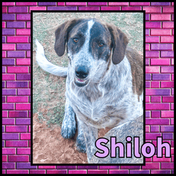 Shiloh Gdp image 3