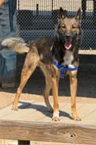 Hustle Gdp - Belgian Shepherd Malinois