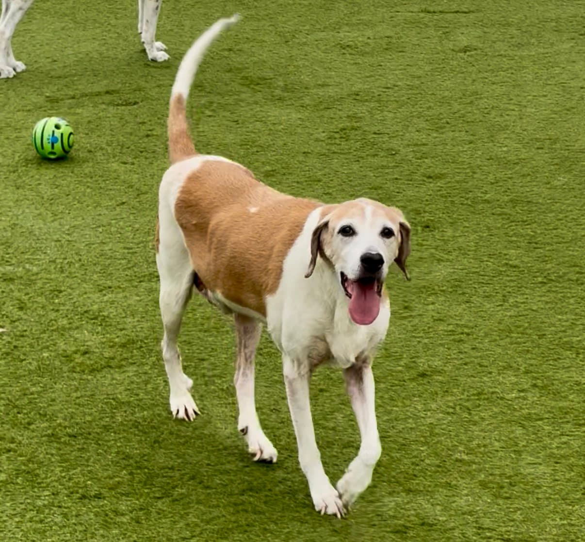 Napoleon - Treeing Walker Coonhound