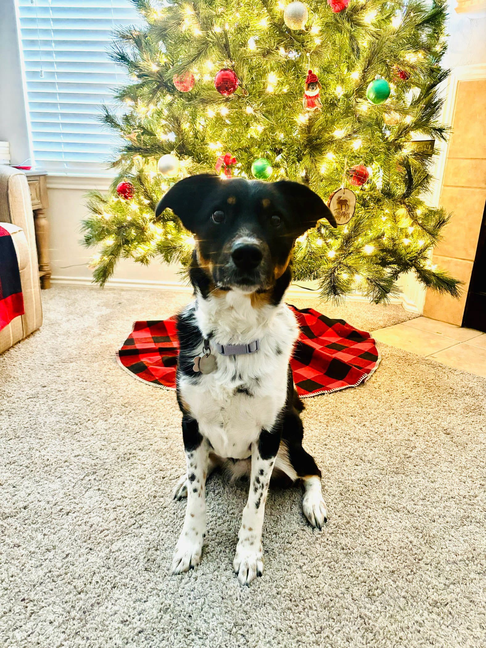 Millie G Gdp - Cattle Dog