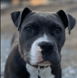 Ellie Gdp - Pit Bull Terrier
