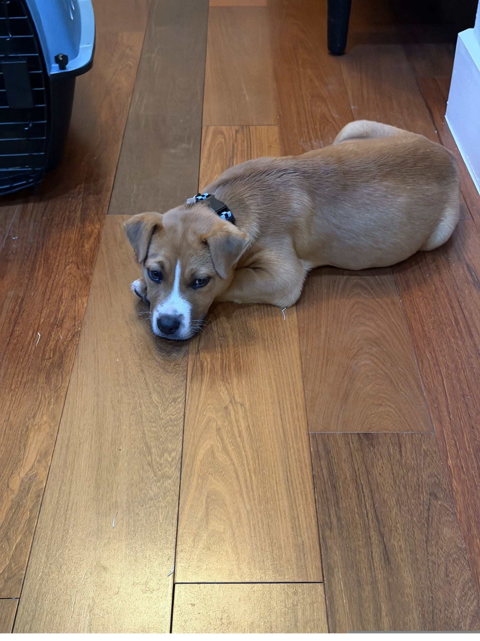 Gary Gdp - Beagle