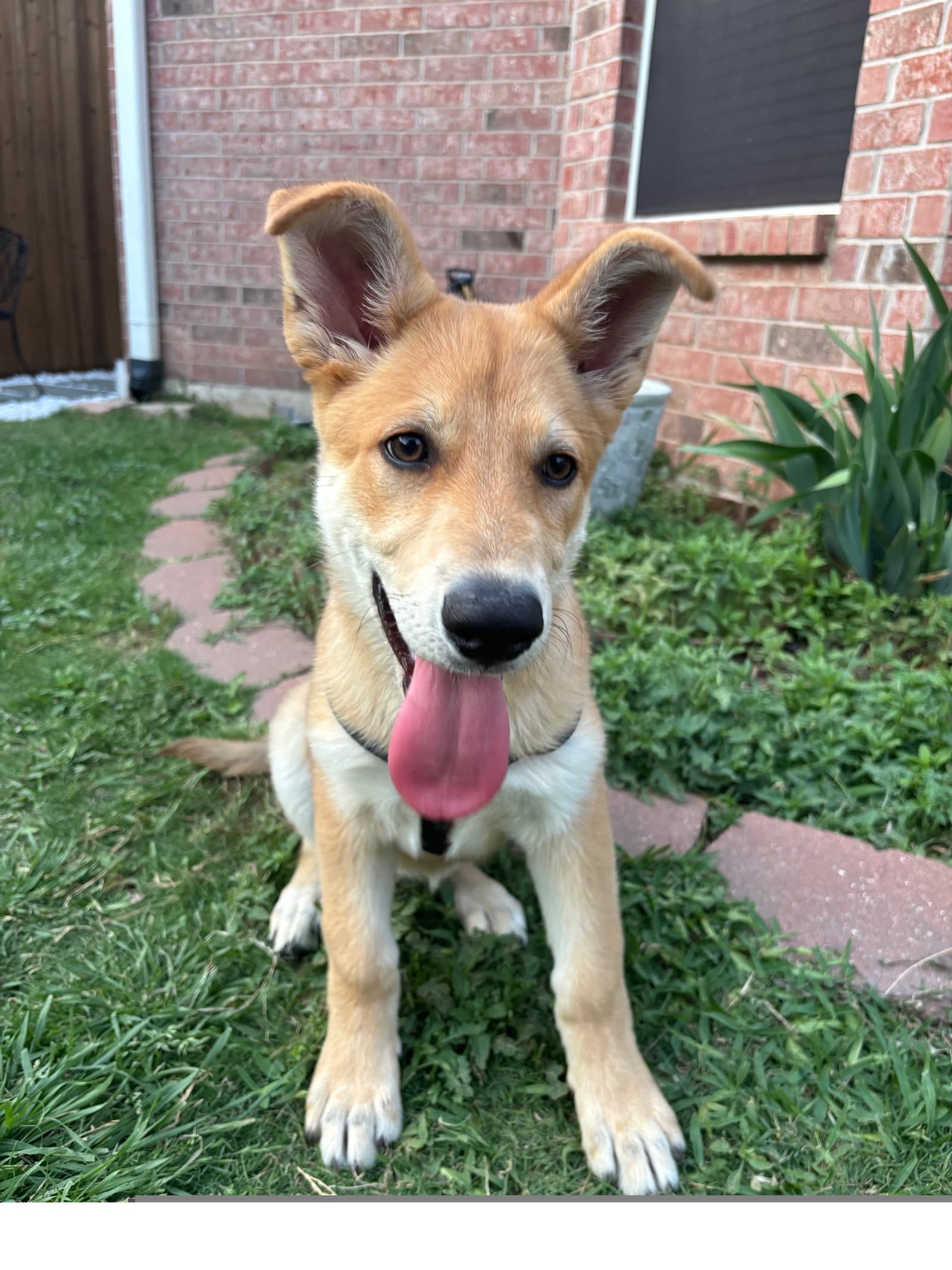 Winnie - Shepherd