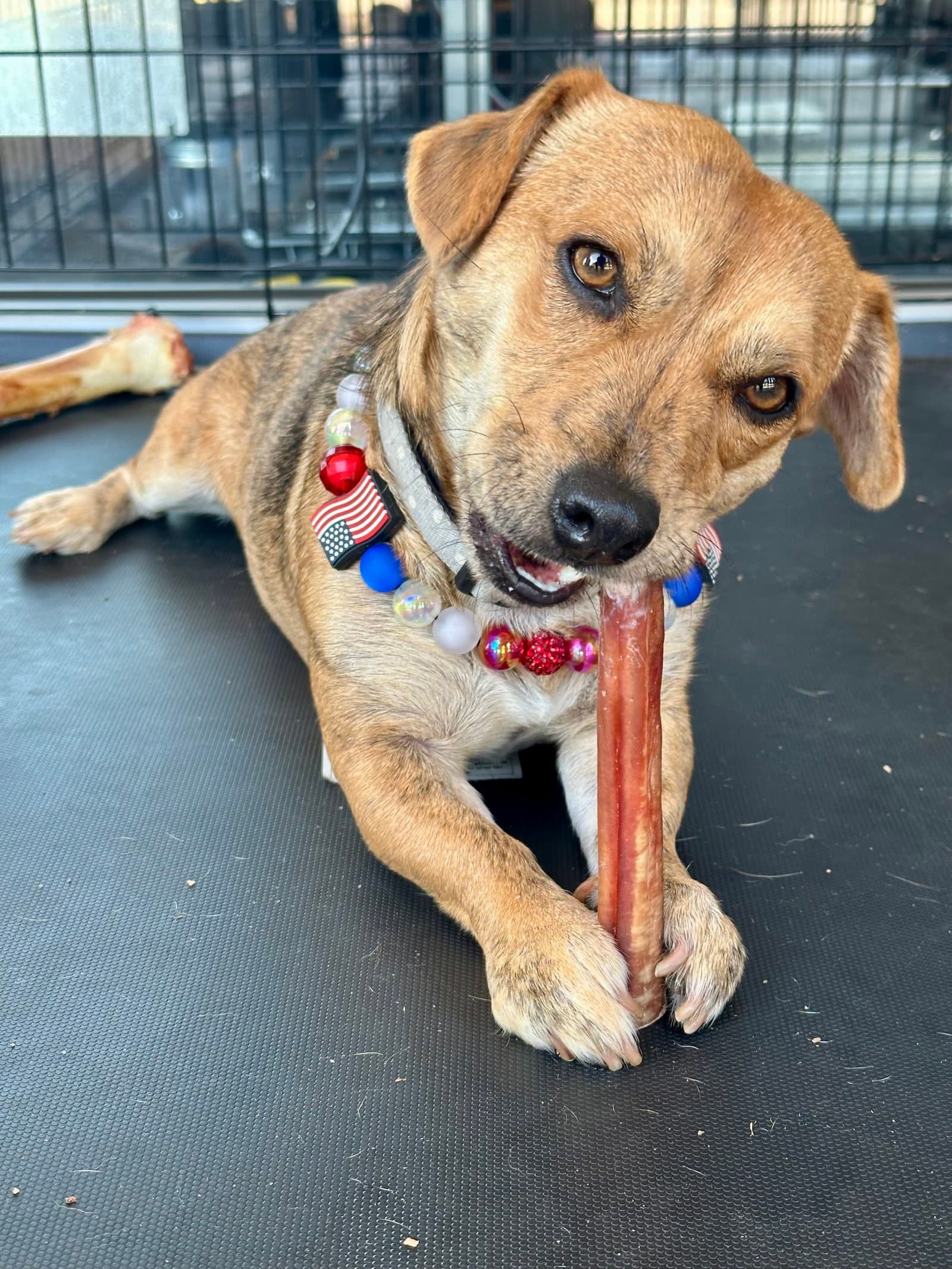 Josie - Dachshund
