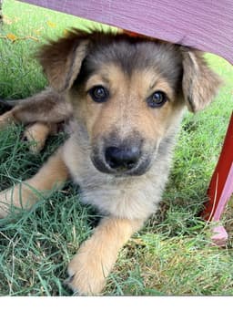 Bruno image 1