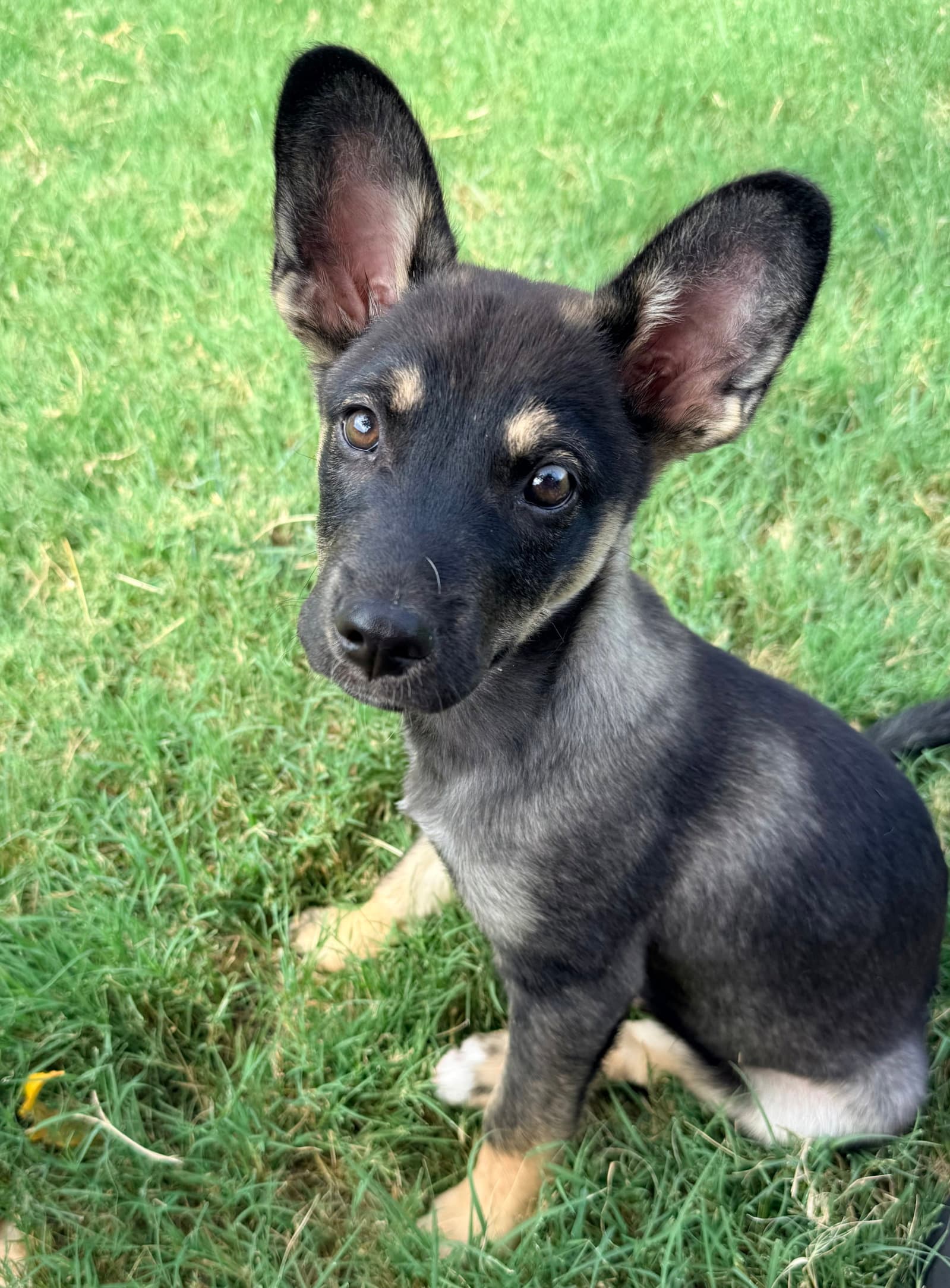 Mars - Shepherd