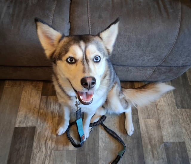 Peaches - Husky