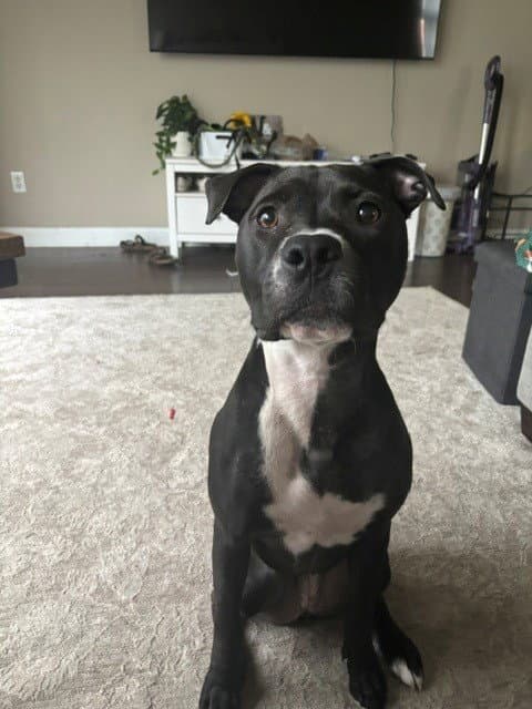 Orchid - Pit Bull Terrier