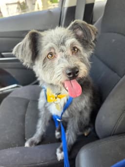 Buddy image 1