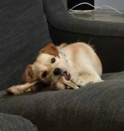 Rascal image 2