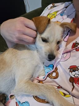 Rascal image 3