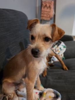 Rascal image 1