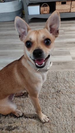 Dolly image 1