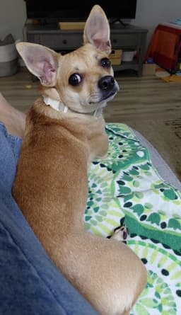 Dolly image 2