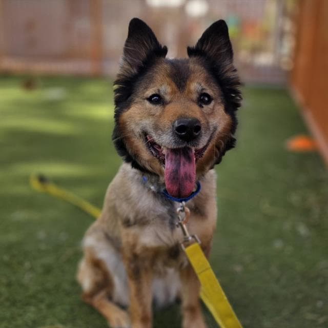 Jenkins - German Shepherd Dog