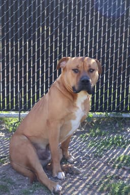 Bruno image 1