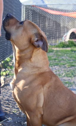 Bruno image 2