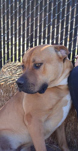 Bruno image 4