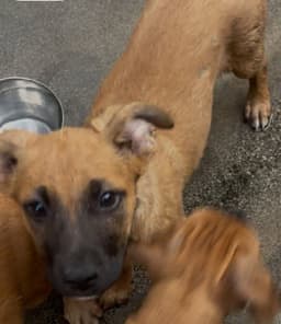 Charlie image 3