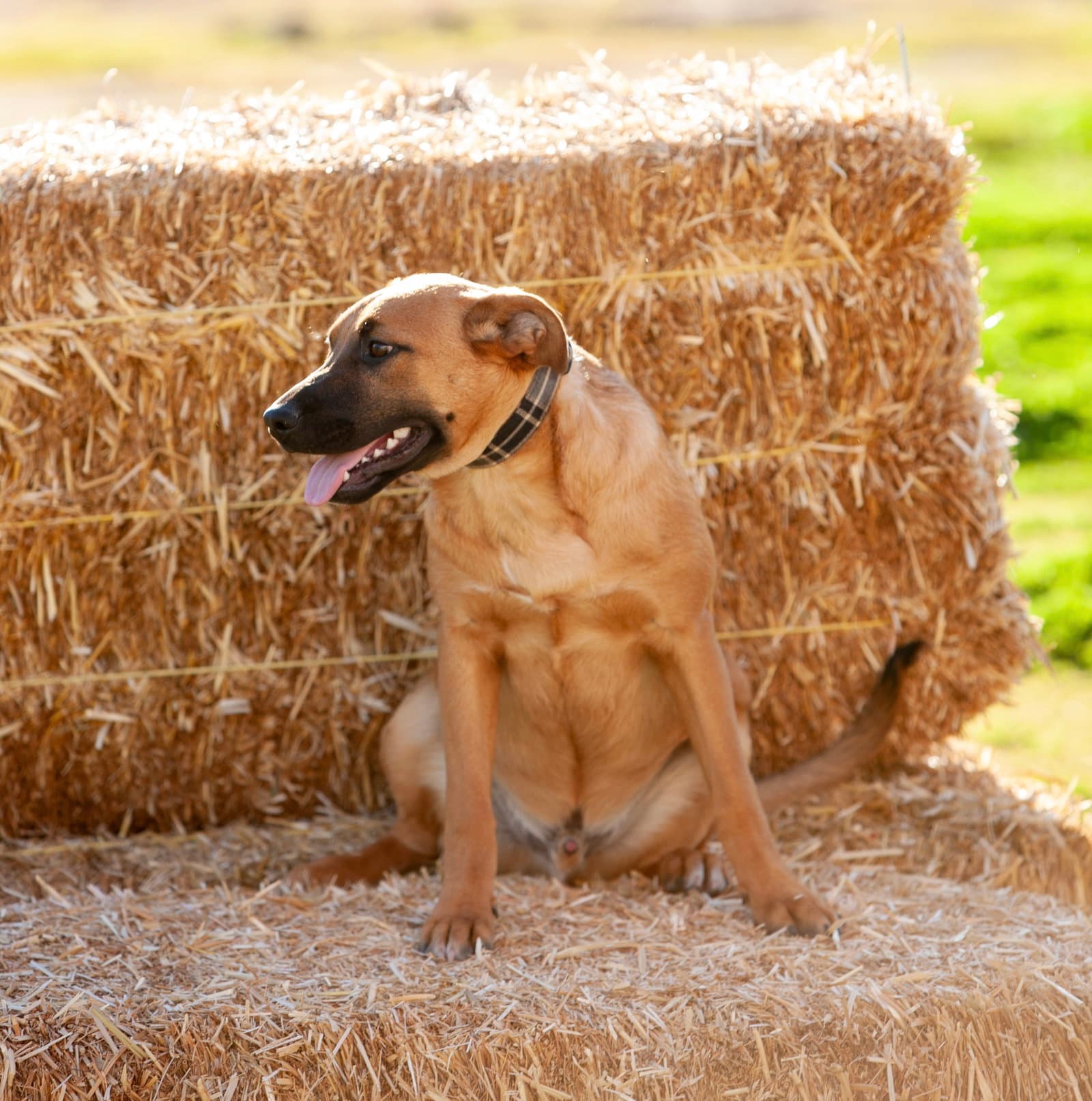 Peter - German Shepherd Dog