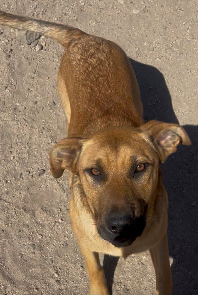 Jan - German Shepherd Dog