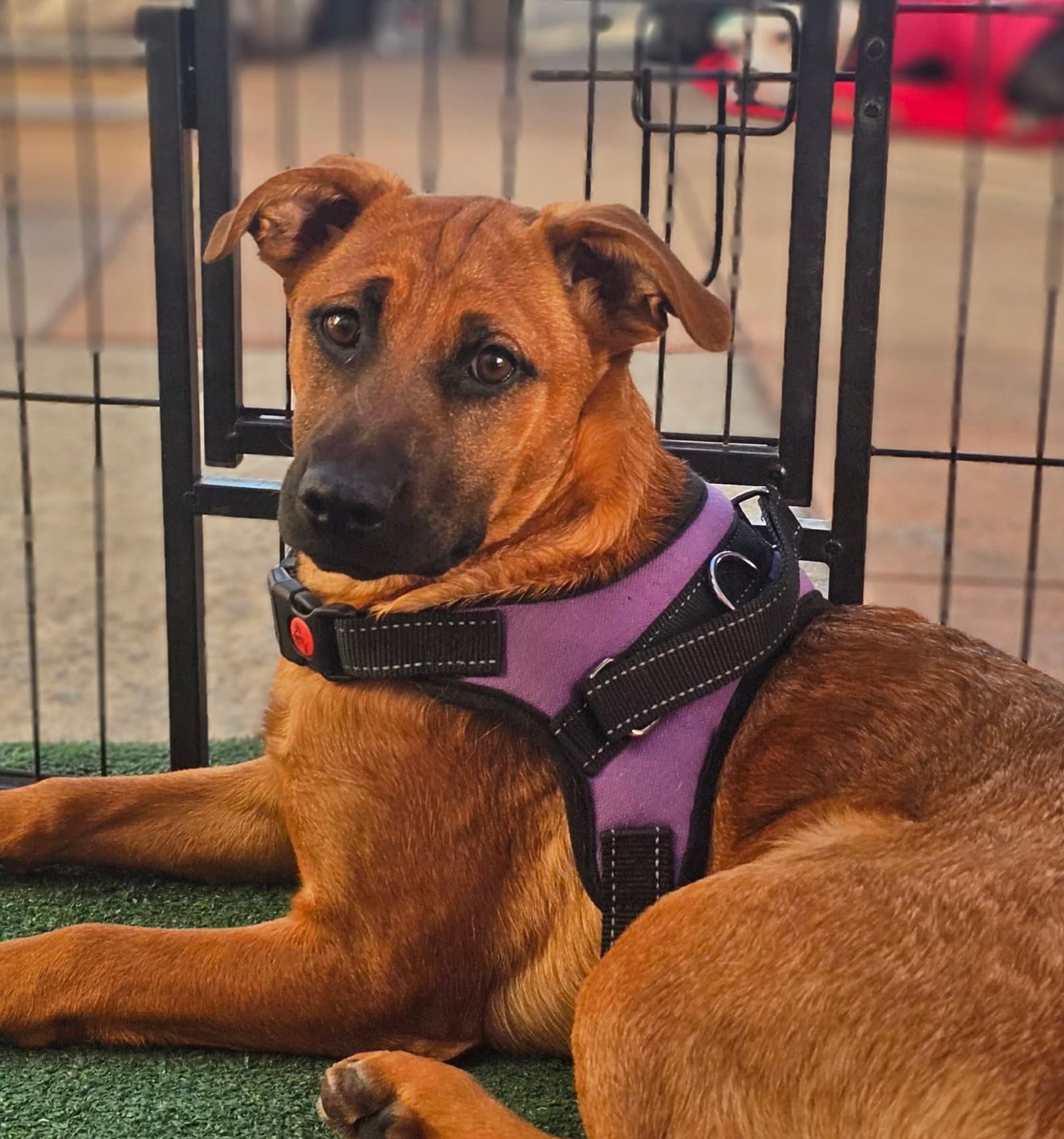 Cindy - German Shepherd Dog