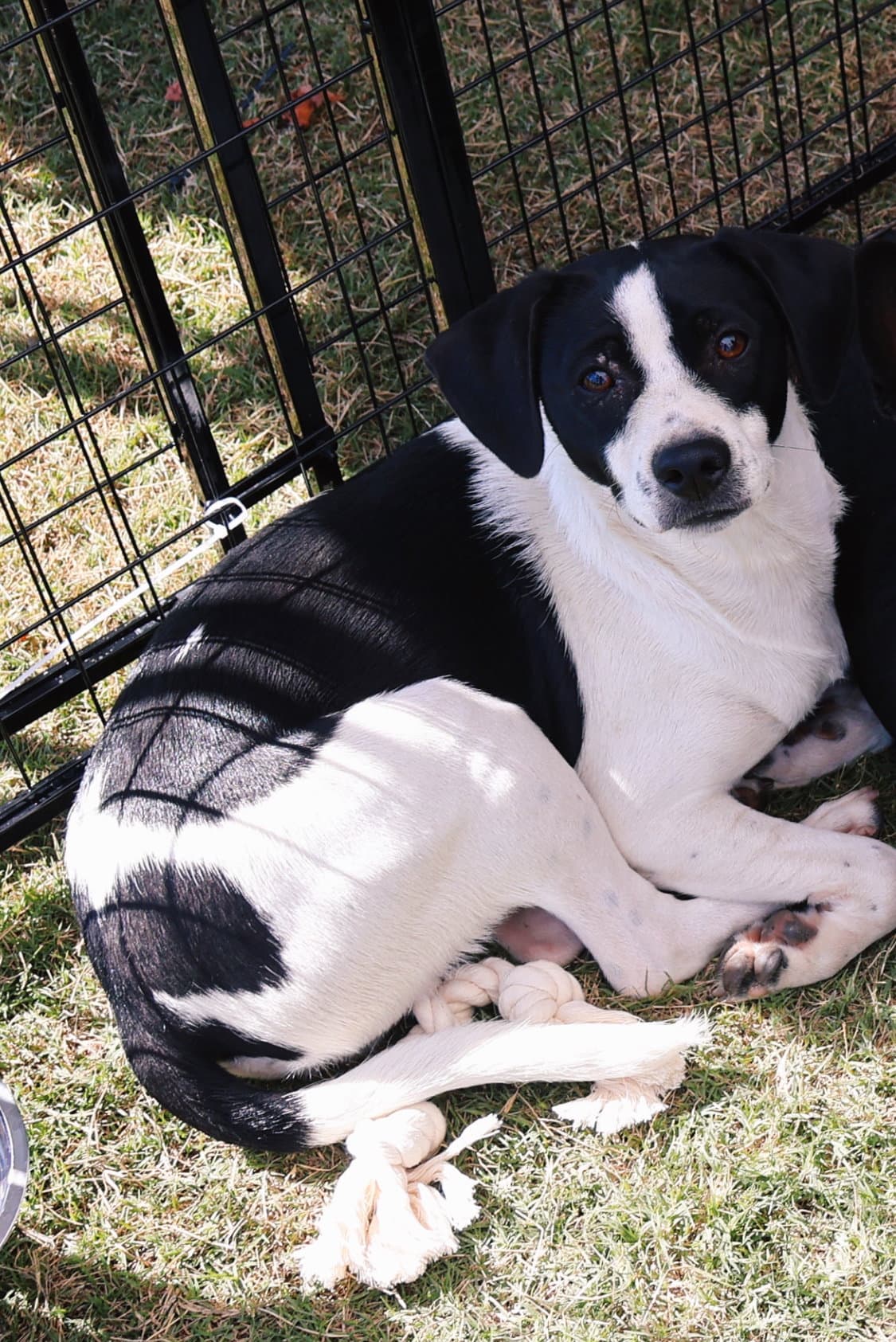 Buddy - Rat Terrier