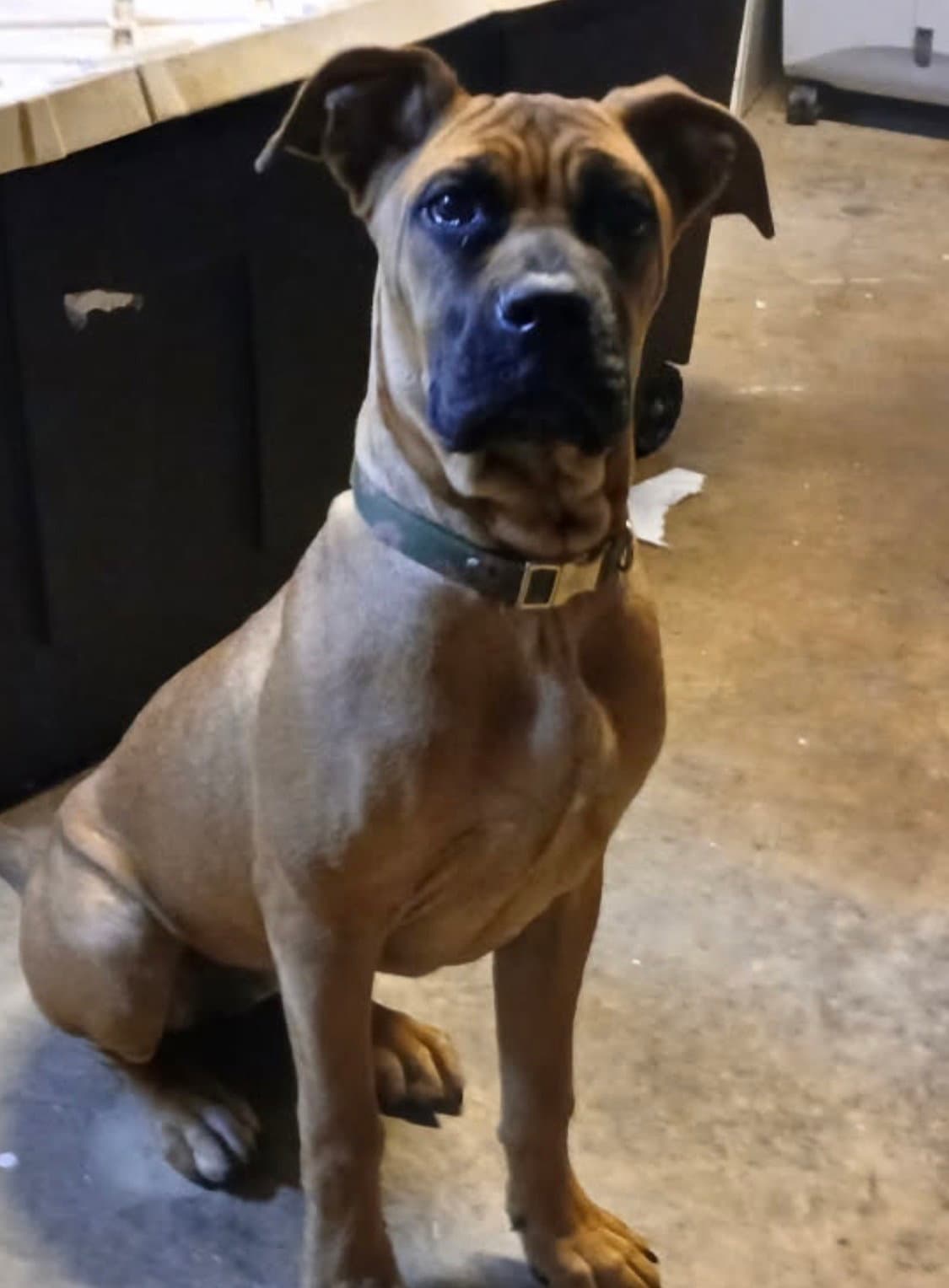 Kelly - Boxer