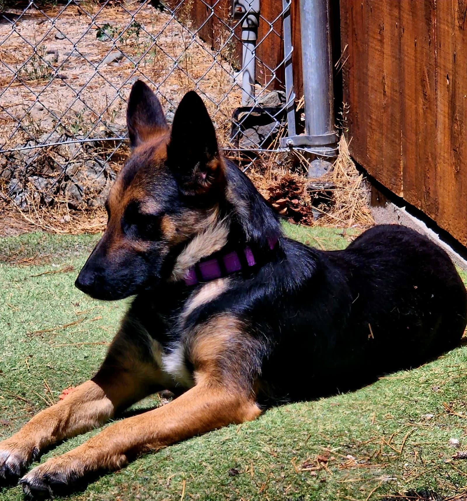 Serena - German Shepherd Dog