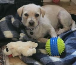Charlie image 1