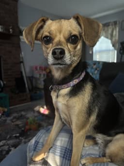 Rosie image 2