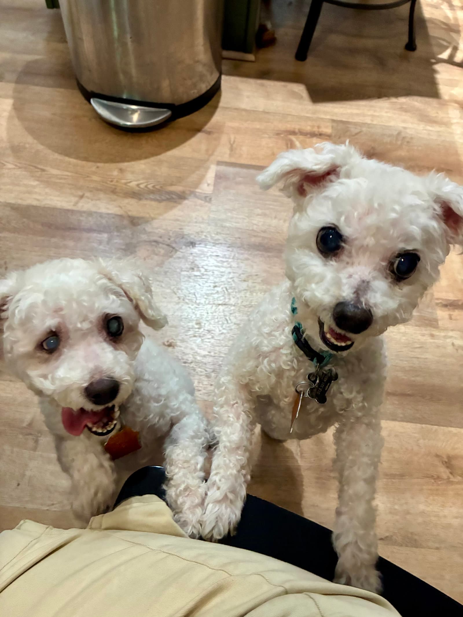 Max And Sophie - Bichon Frise