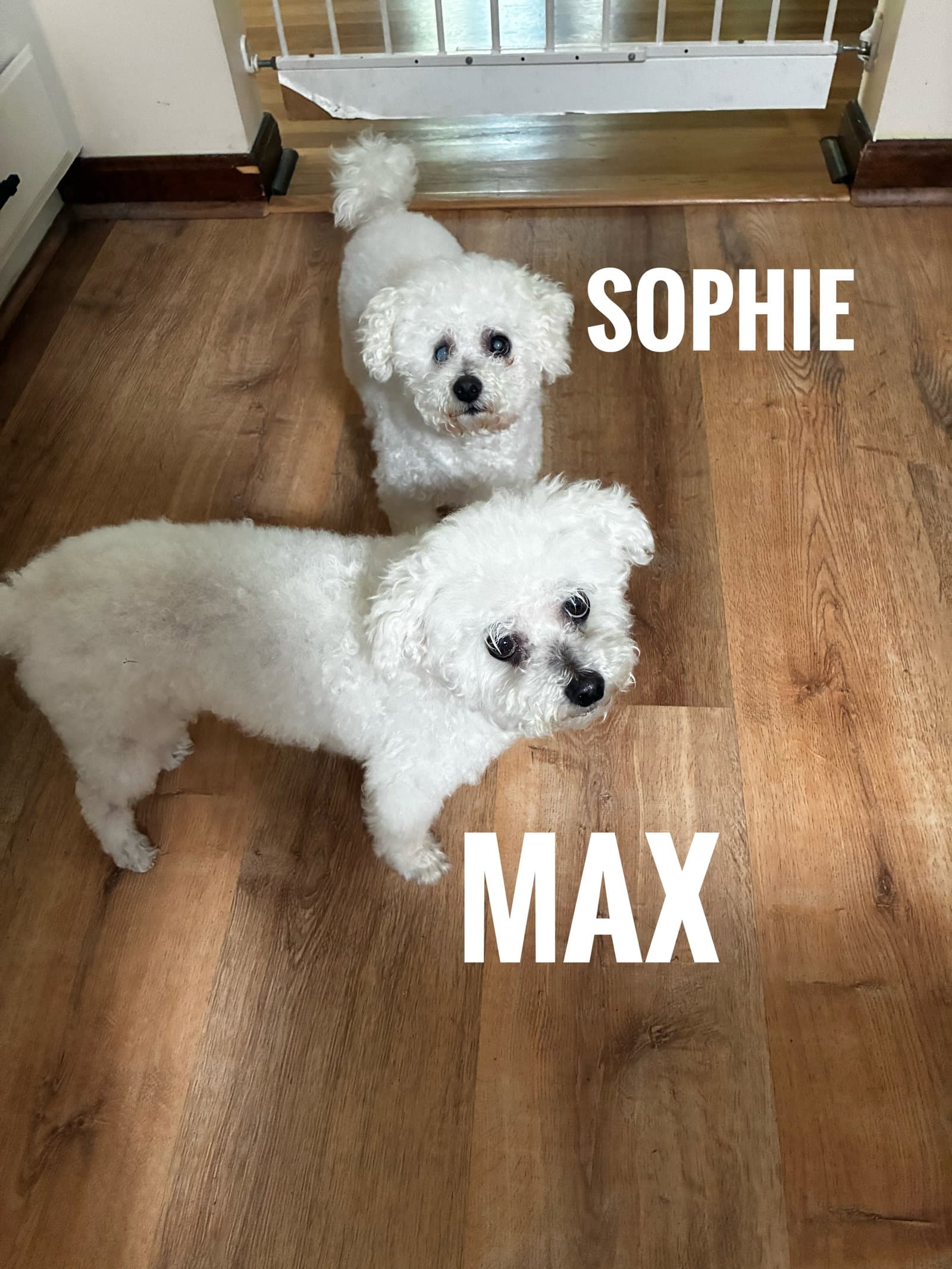Max And Sophie - Bichon Frise