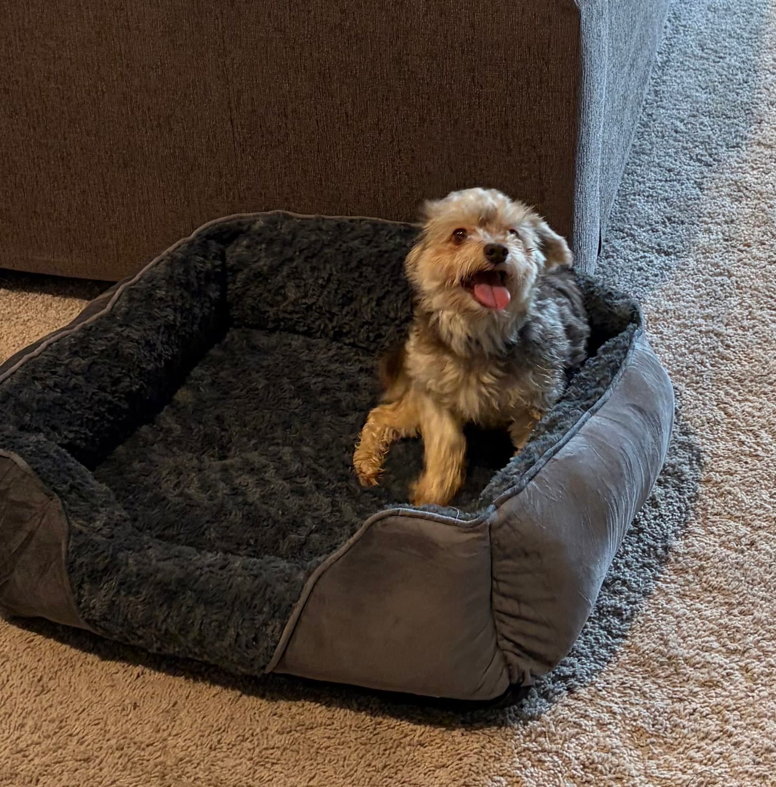 Avery - Havanese