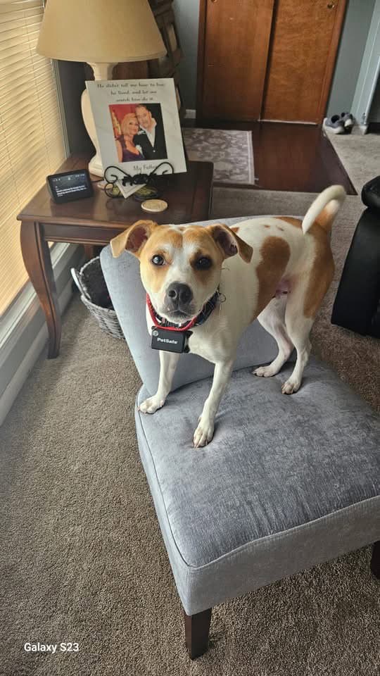 Milo - Jack Russell Terrier