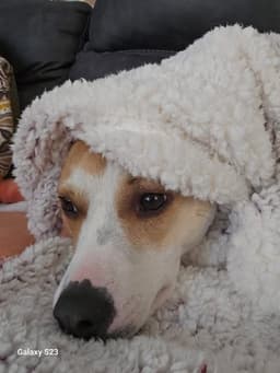 Milo image 3
