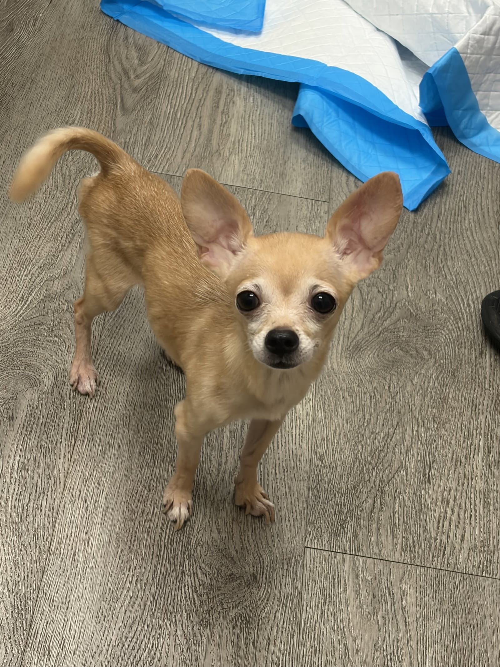 Prince - Chihuahua