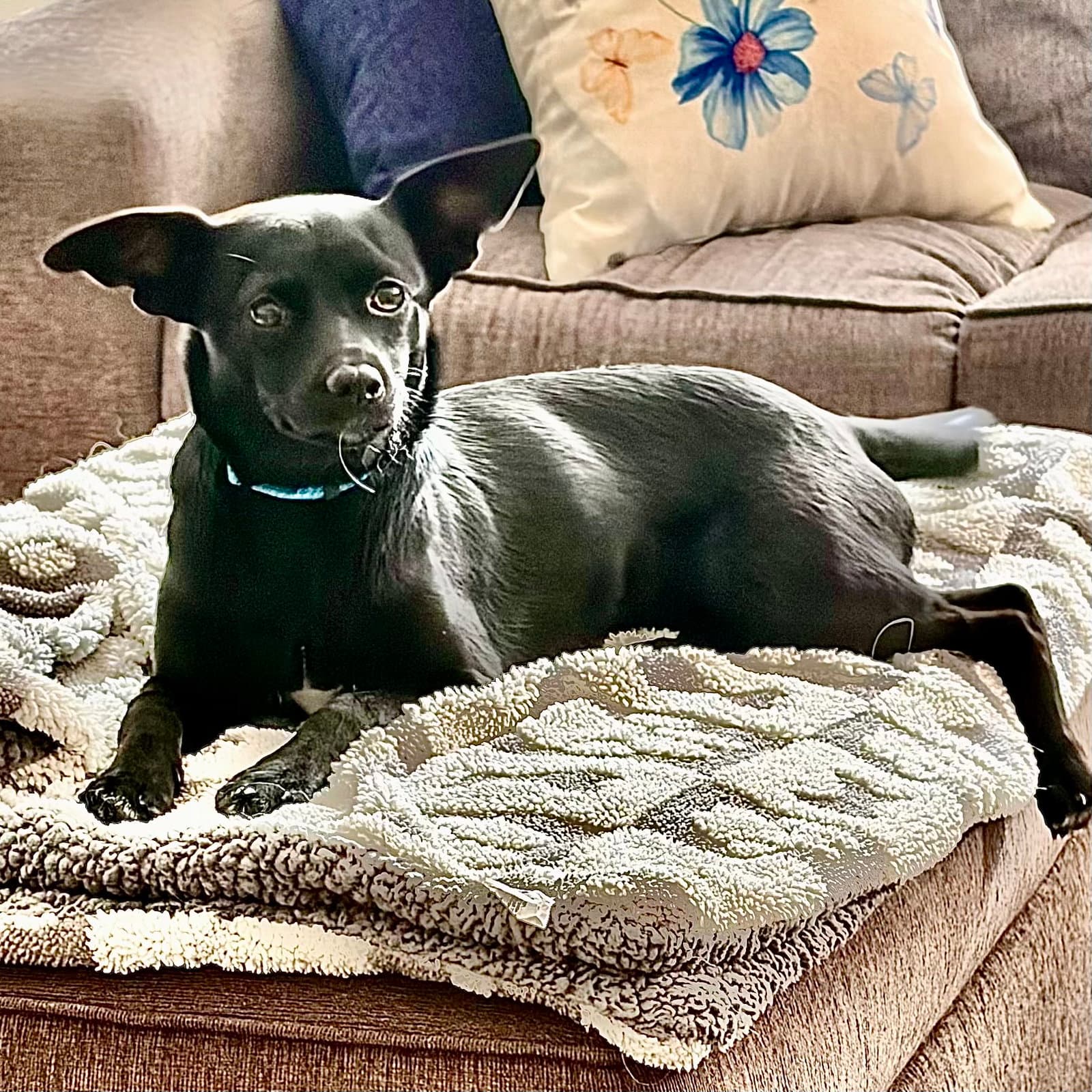 Abby - Chihuahua