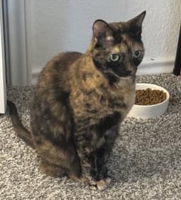 Molly-Sue image 1