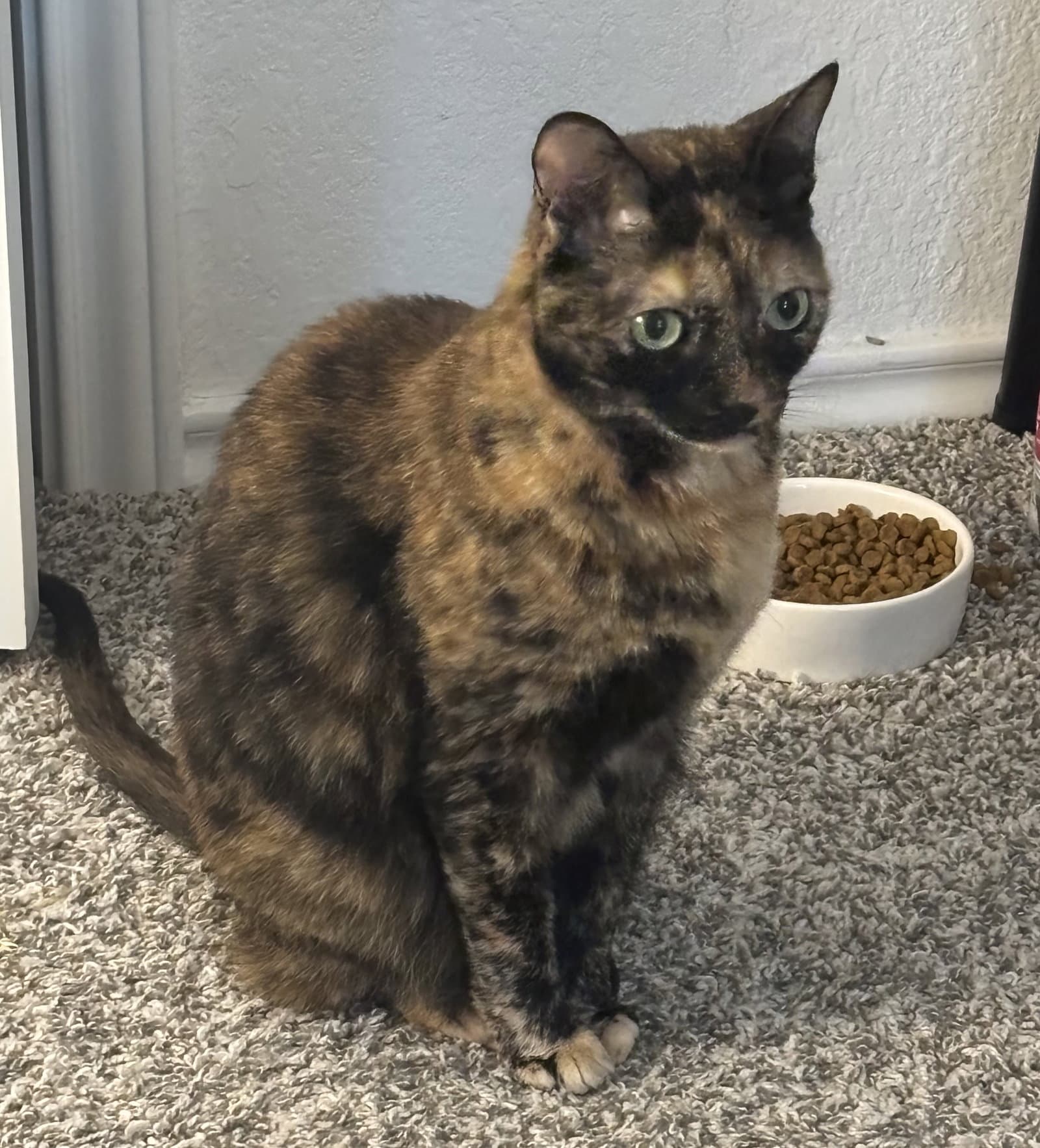 Molly-Sue - Domestic Short Hair