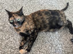 Molly-Sue image 2