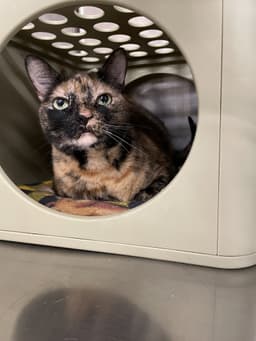 Molly-Sue image 4