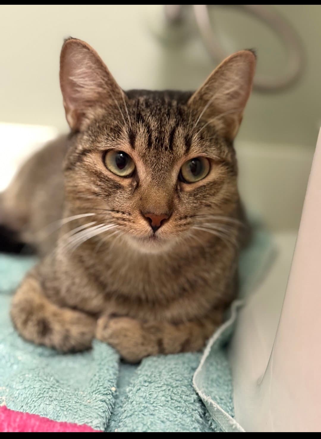 Daleyza - Domestic Short Hair