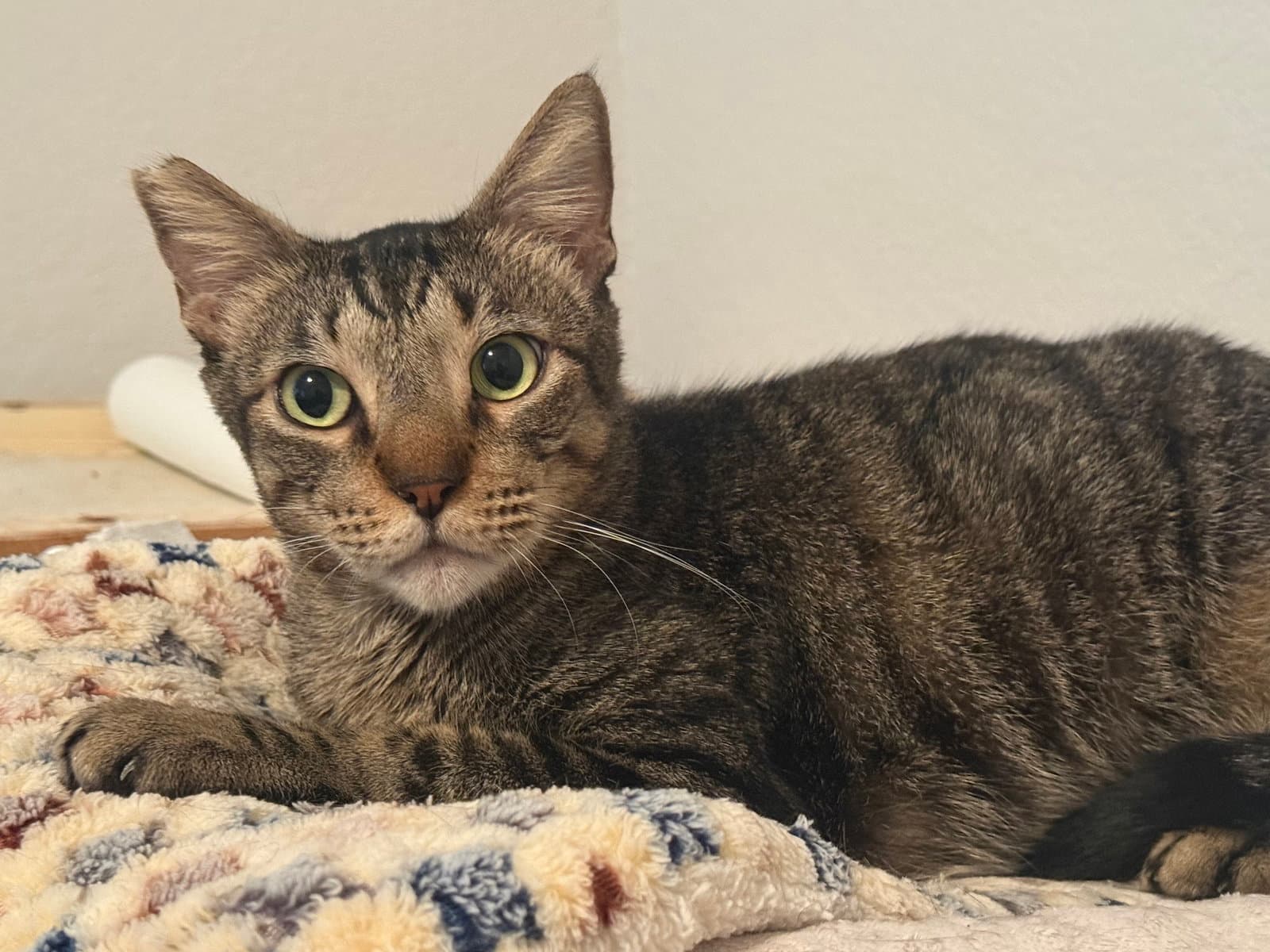 Buddy-Boy - Domestic Short Hair
